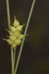 Pine barren sedge